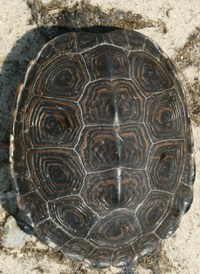 Diamond-backed Terrapin